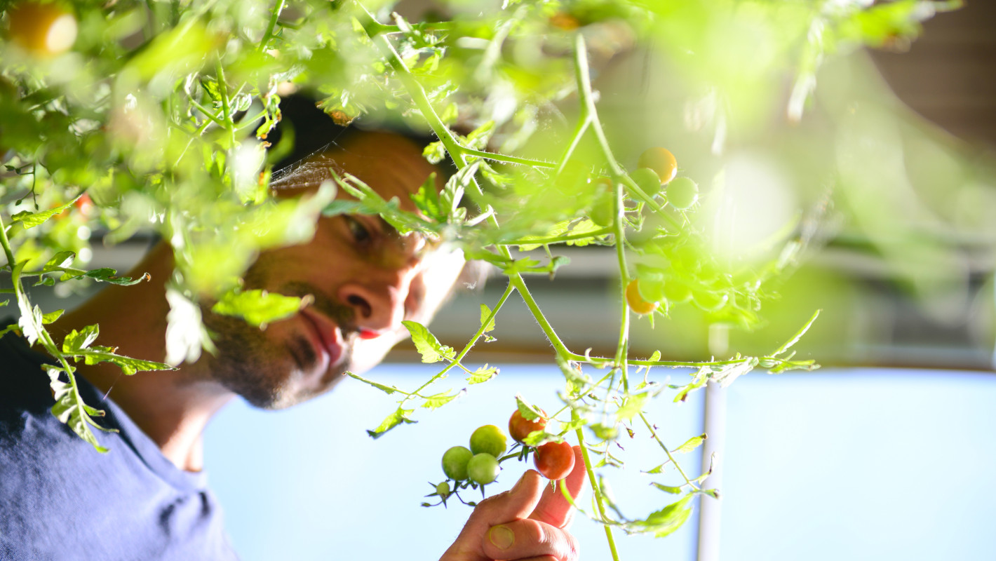 Hobbygärtner betrachtet seine Tomaten