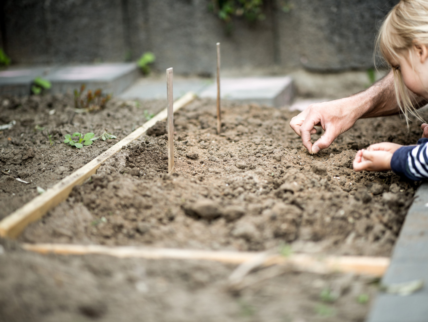 Vater und Mädchen bepflanzen ein Beet