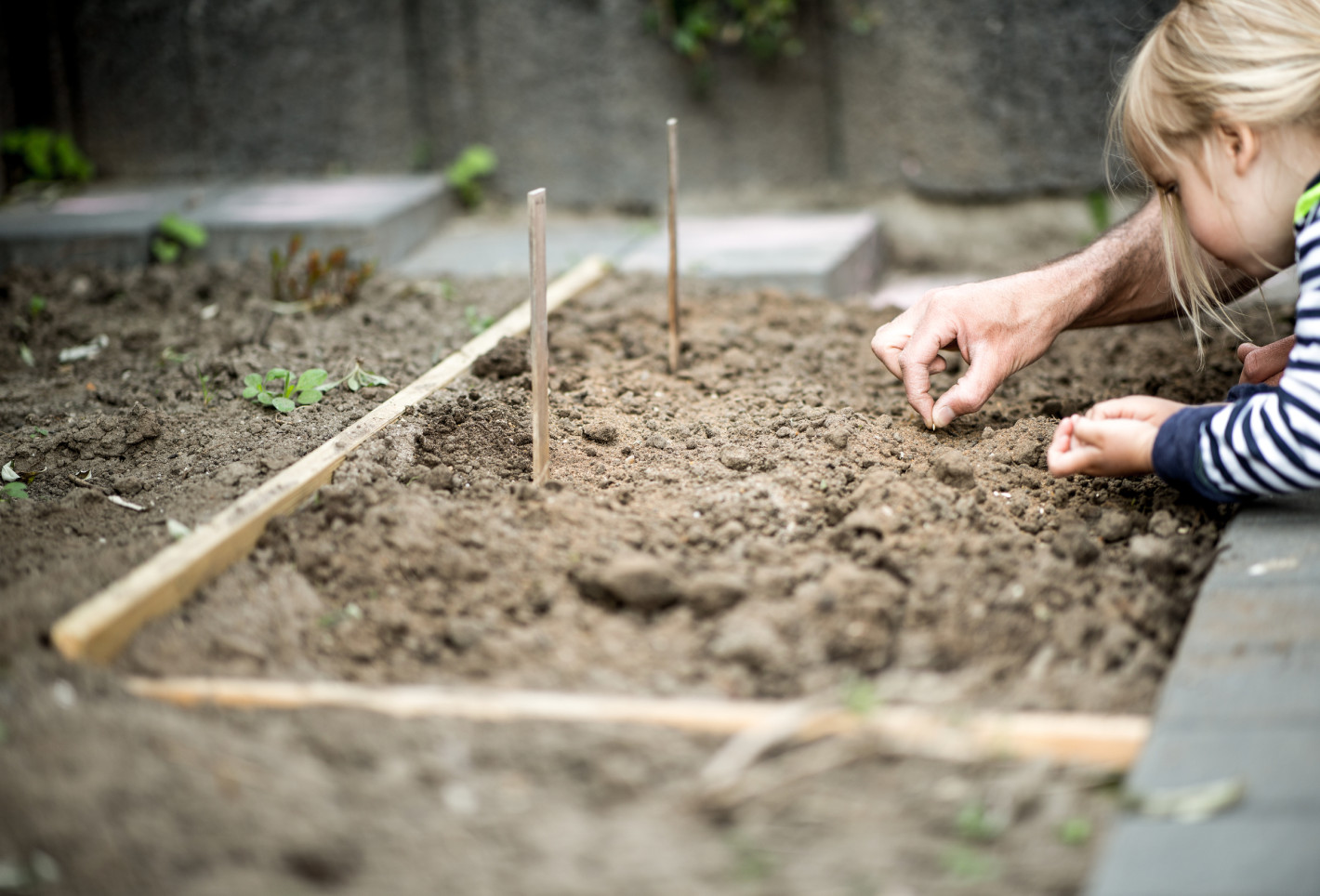 Vater und Mädchen bepflanzen ein Beet
